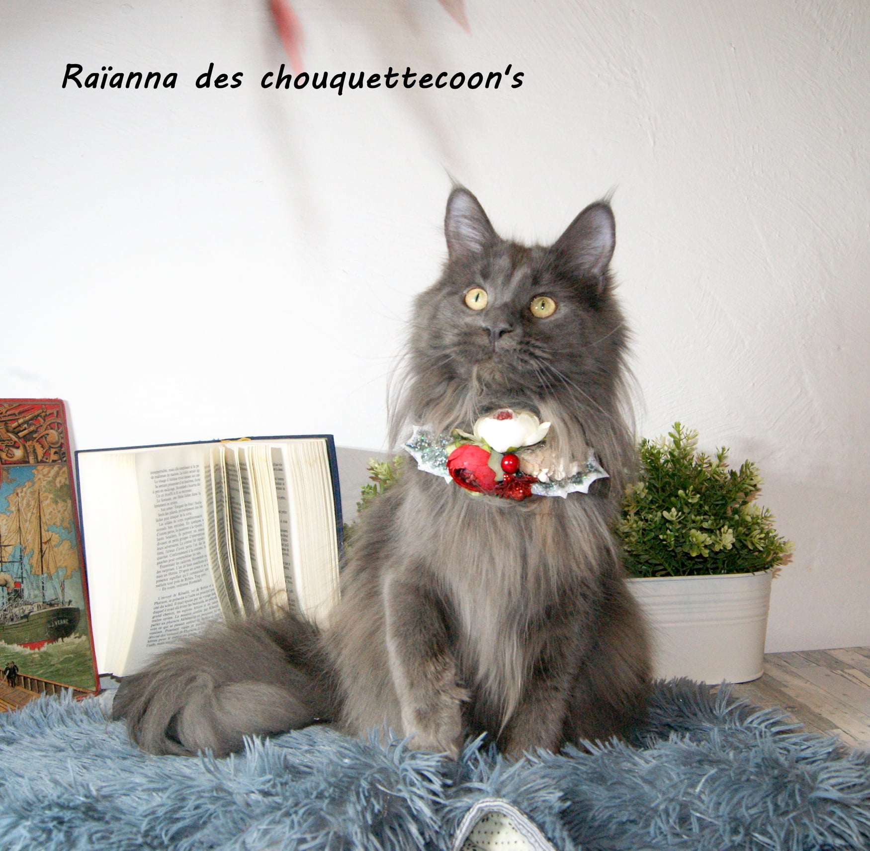 Raïana des Chouquettecoon's, femelle Bleue smoke